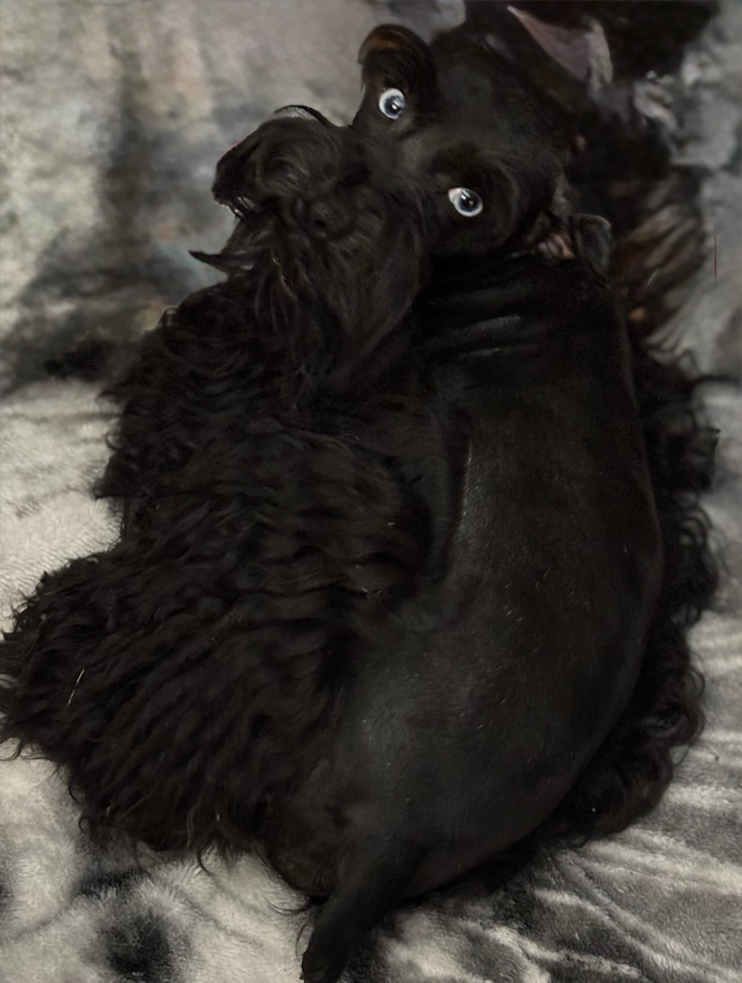 Blackheart's Aramis the Lion Heart