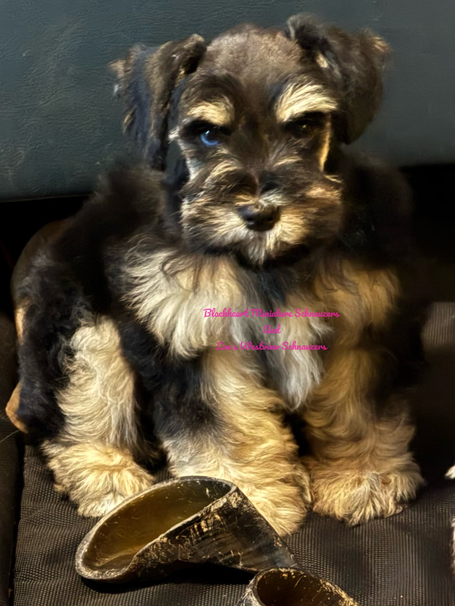 Blackheart's Minnie Mouse