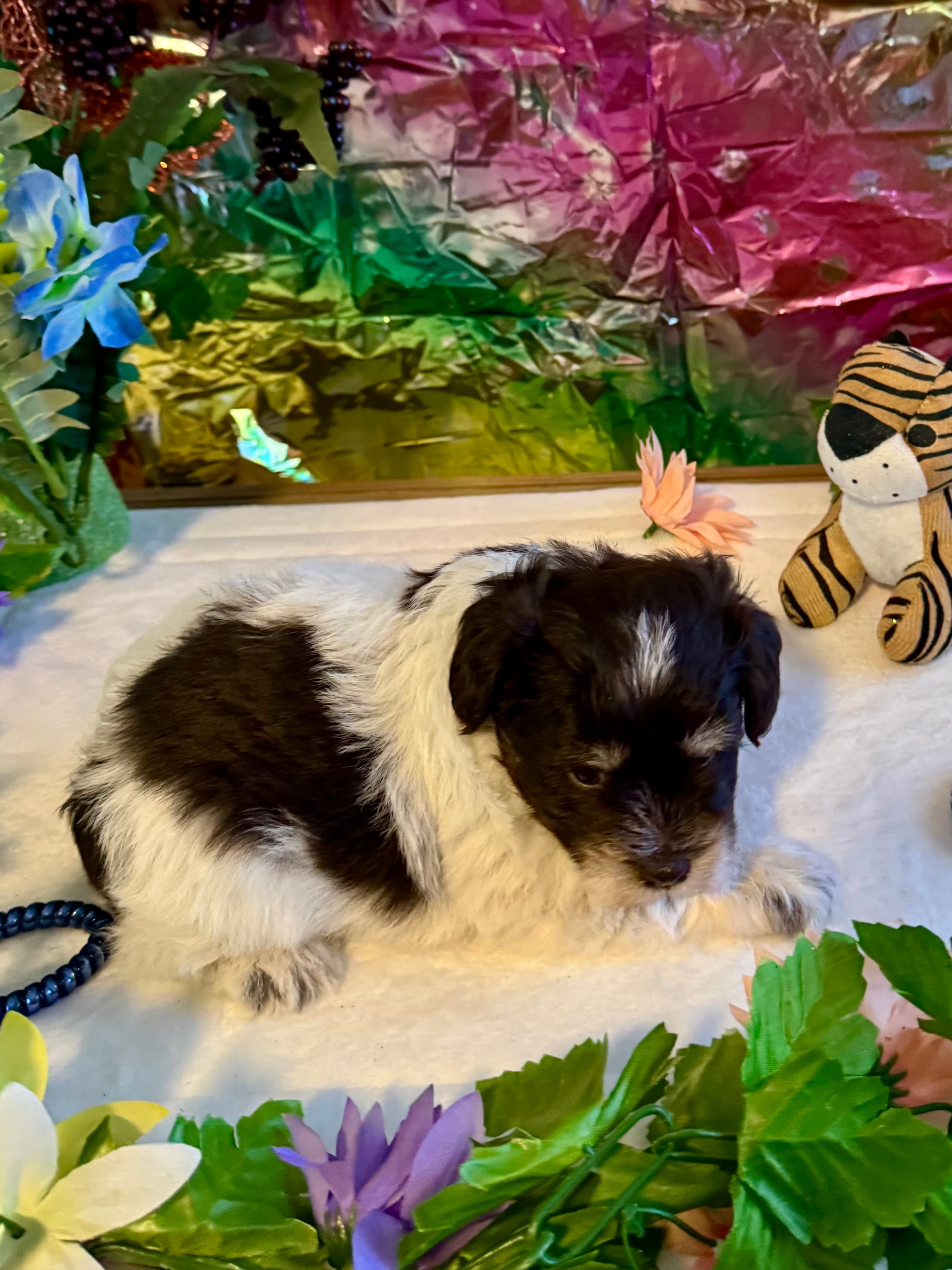 Lilly image 2