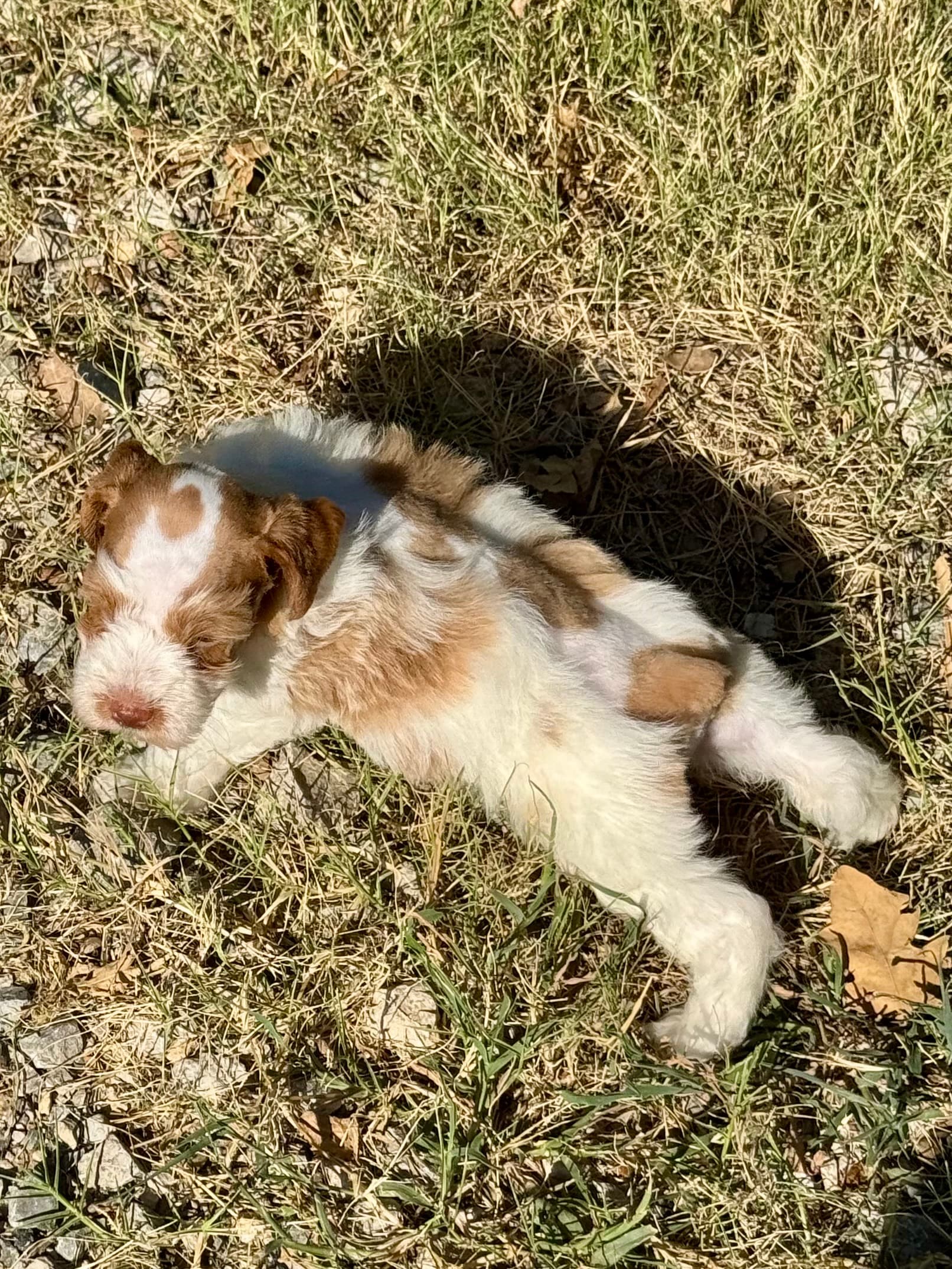 Dottie