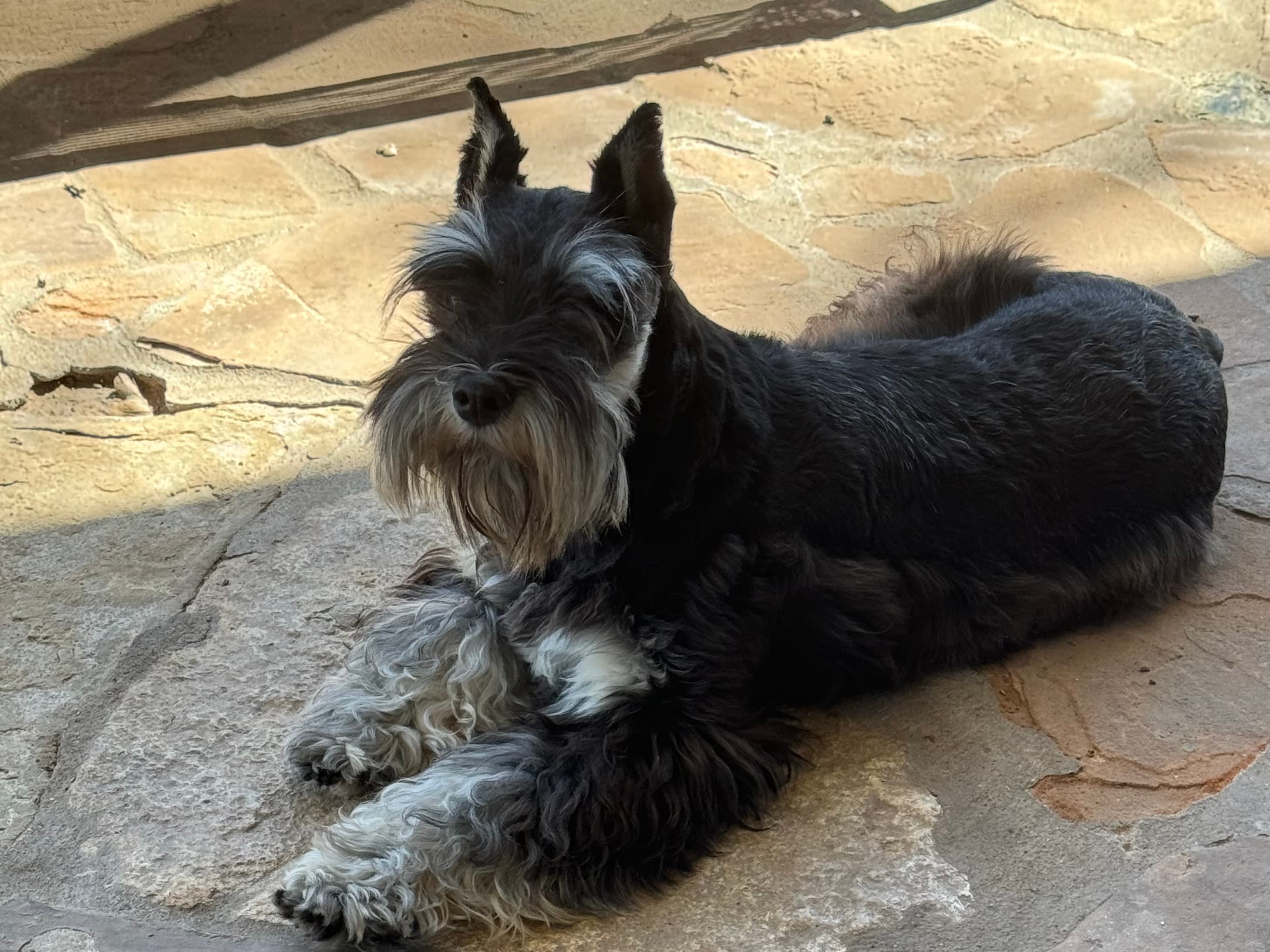 Blackheart's Lil' Lost Duckie