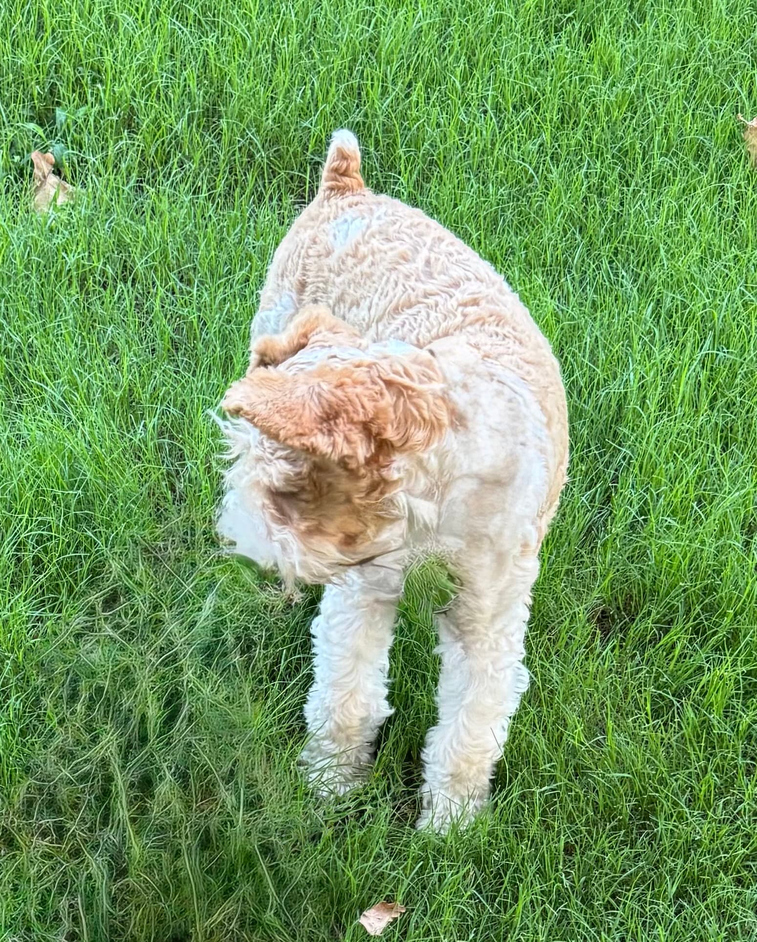 Blackheart's Bite the Rainbow