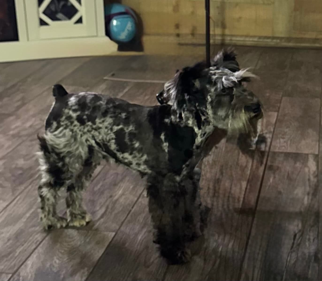 Blackheart's Hollypeno Pepper