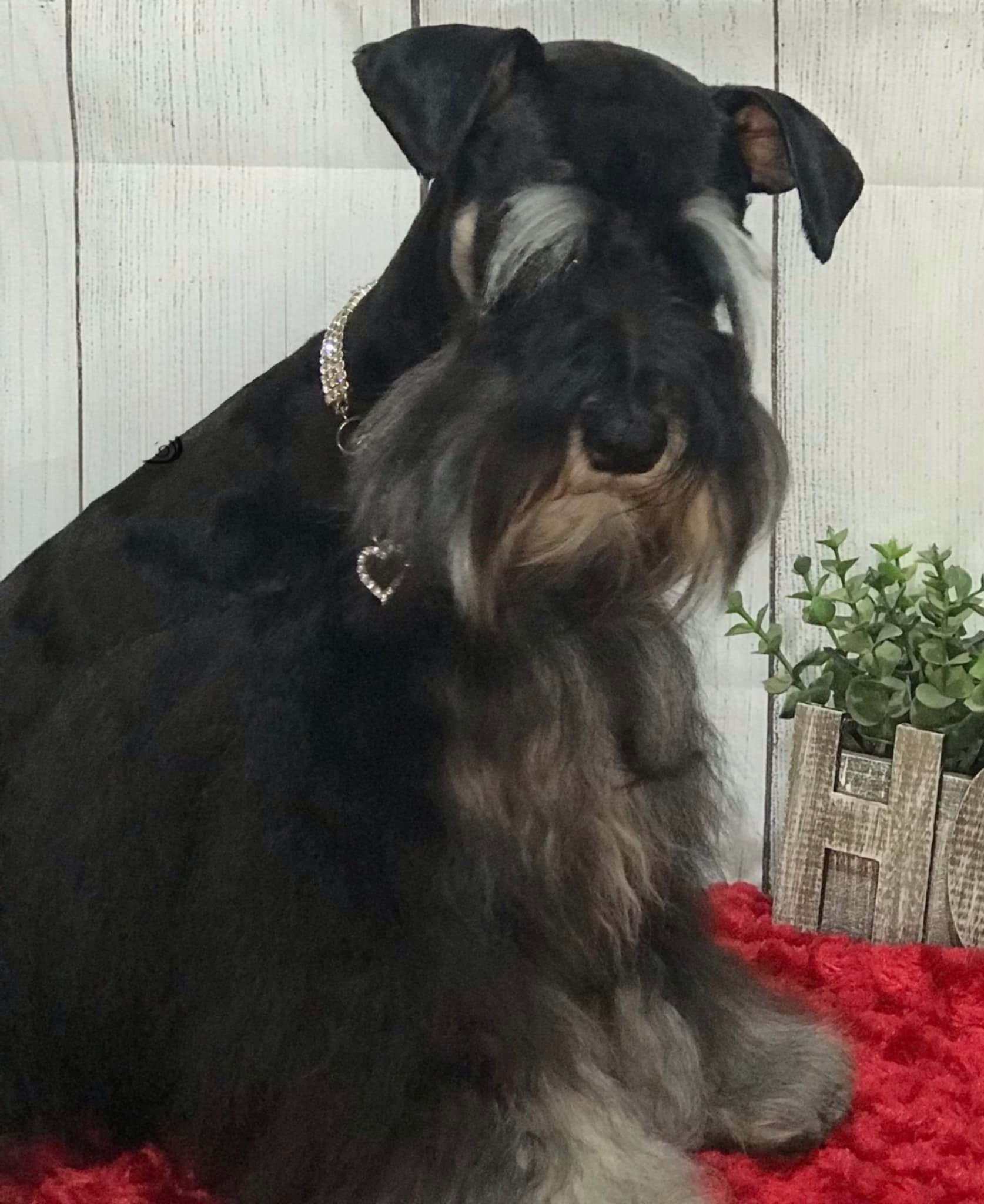 Blackheart's Doc Holiday