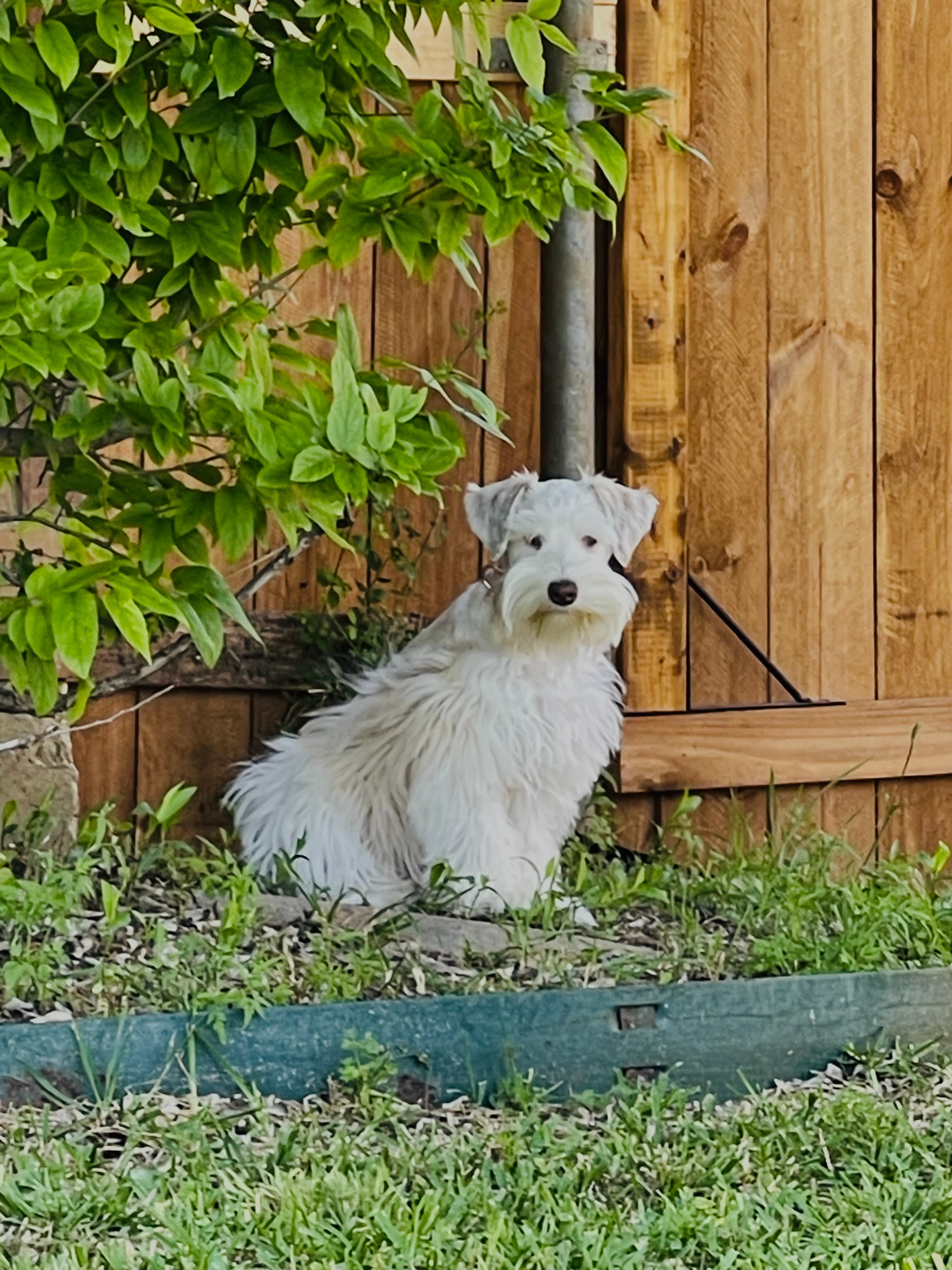 Blackheart's Sandy Sue