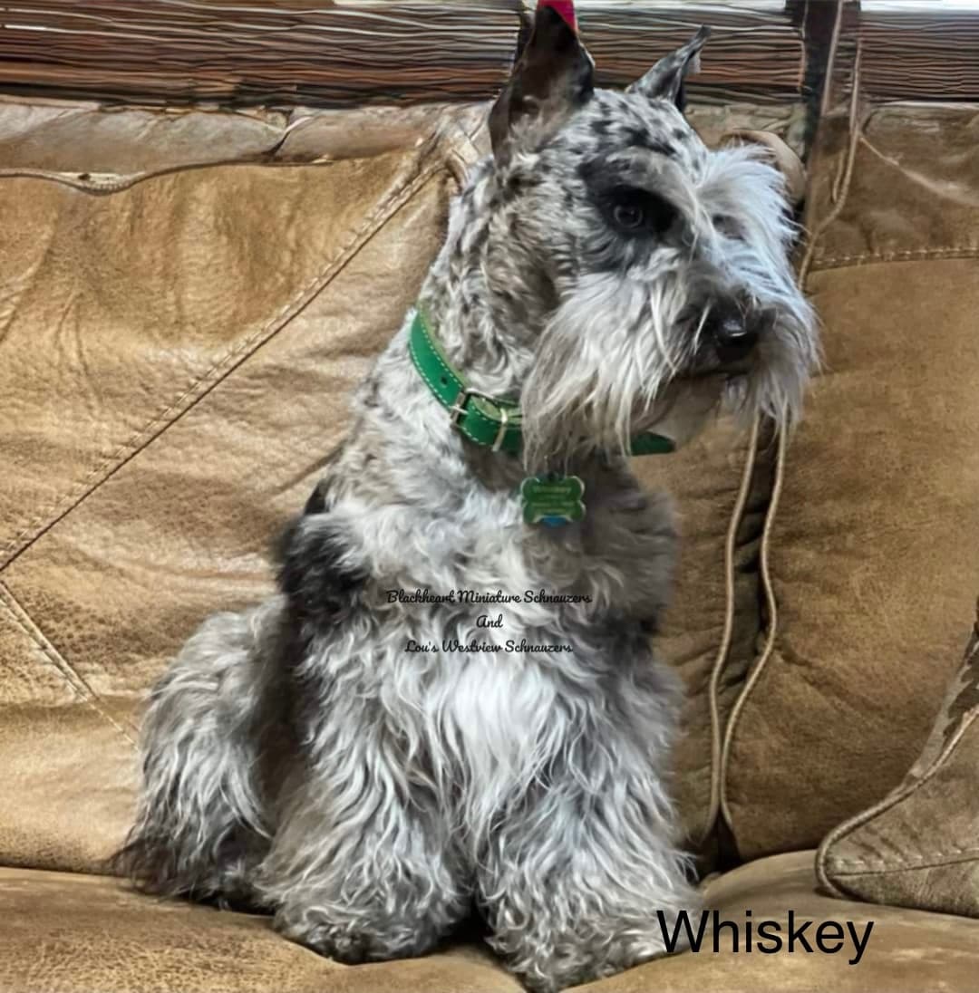 Blackheart's Whiskey River