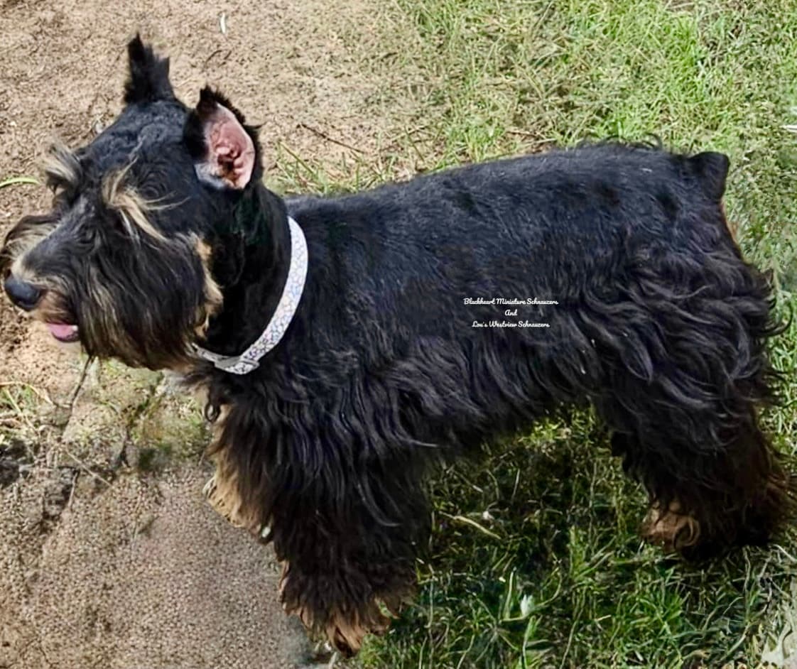 Dusty Stealin Hearts in Dallas